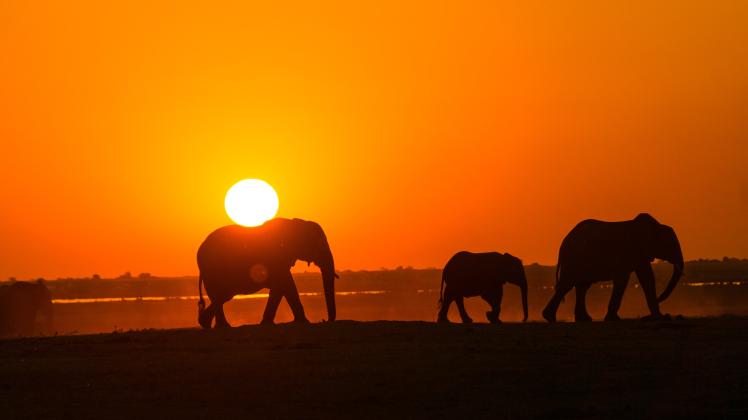 Knowing the elephant
